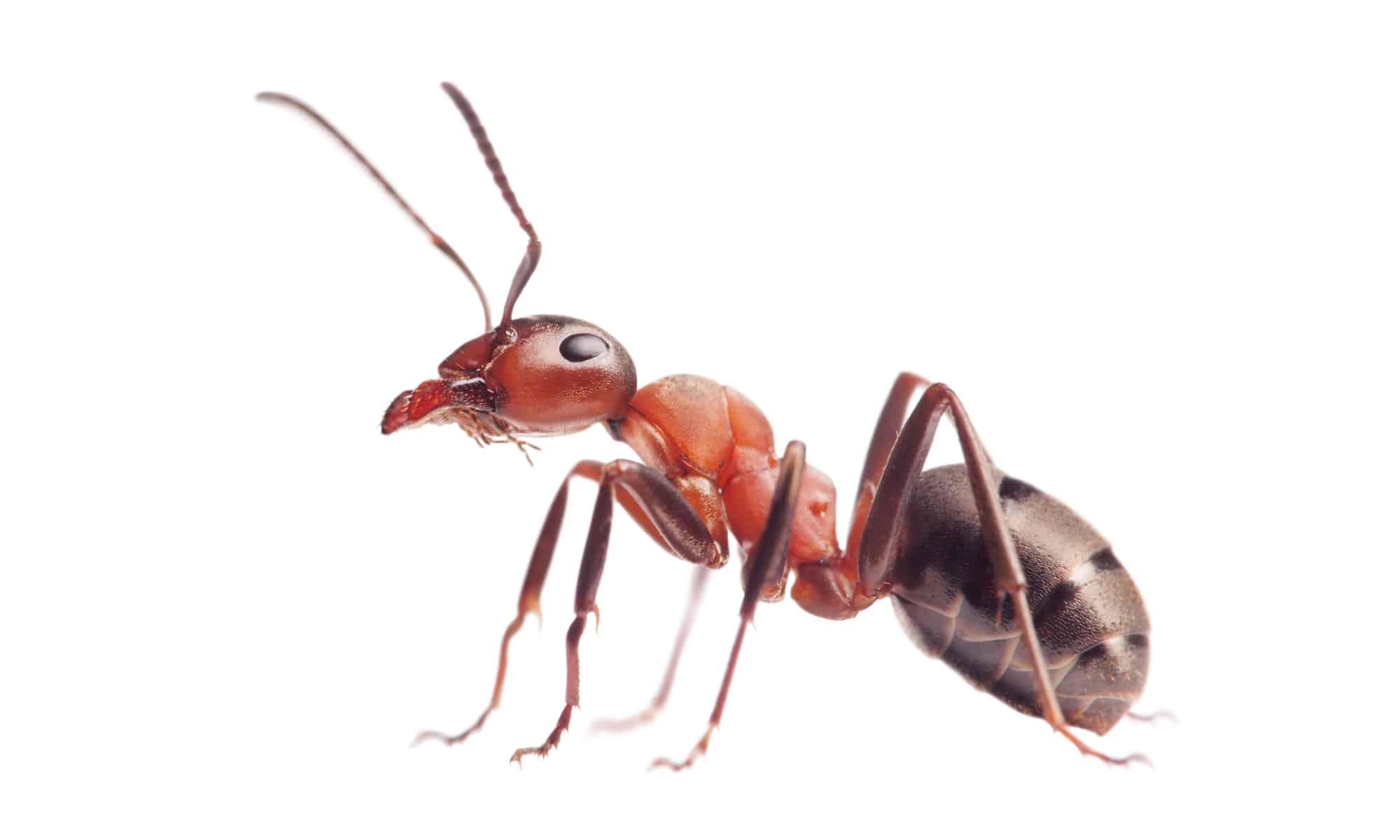 Ant ai